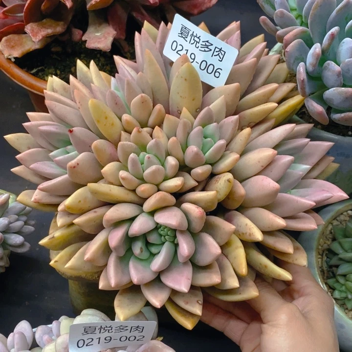 夏悦多肉 0219-6桃花源