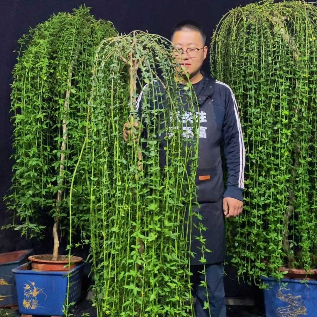 大花绿云，迎春花，落叶