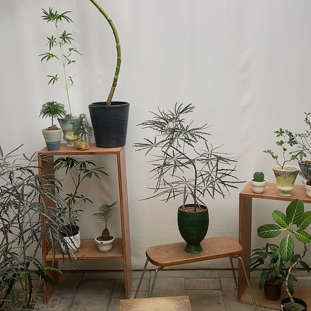 无花朵孔雀木（含盆）