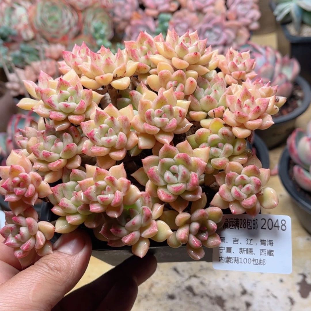 【闪购商品】2048璀璨