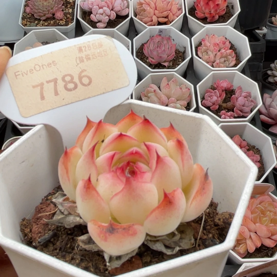勾魂仙子7786-4.0厘米