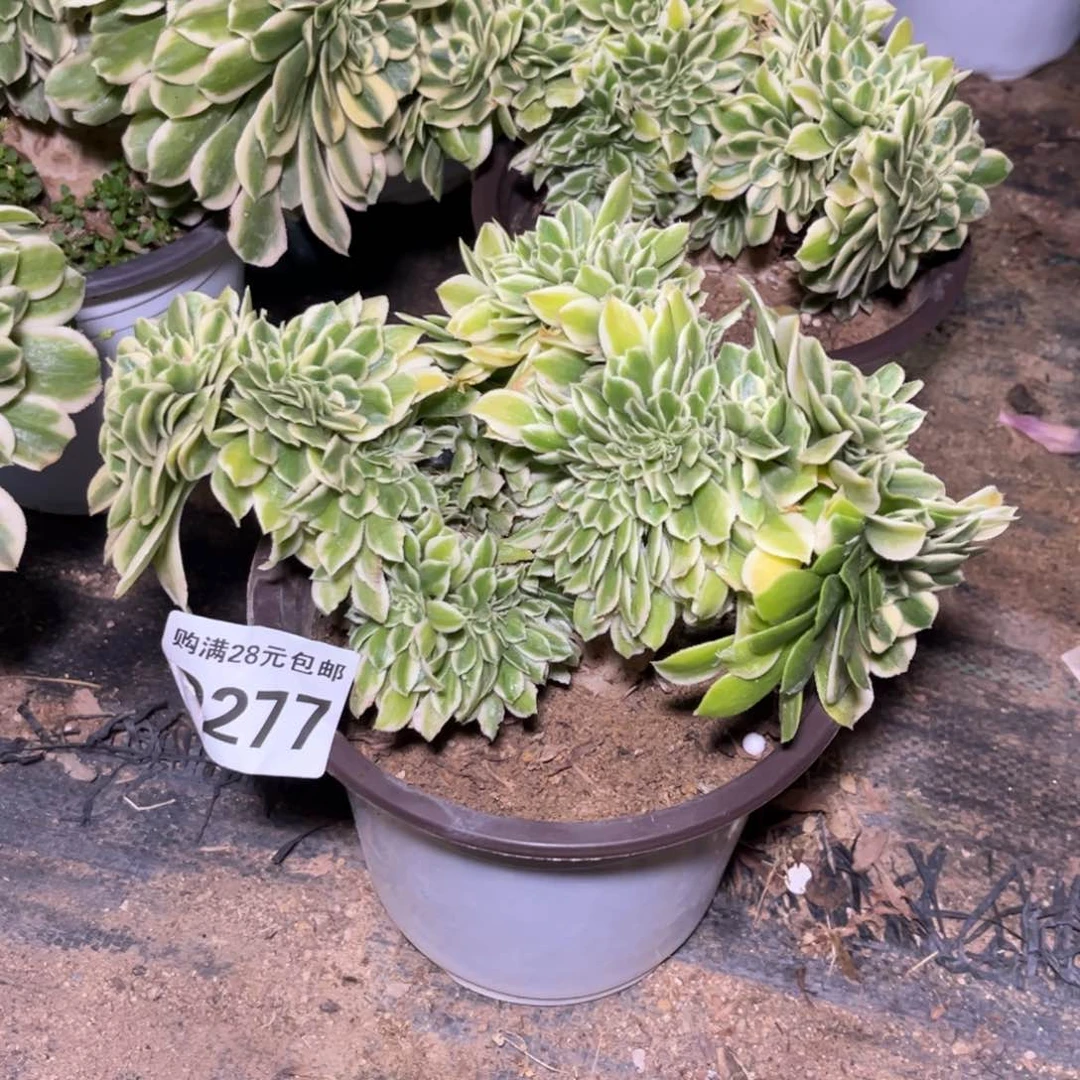 二**姨277多肉植物迈巴赫花脸缀化