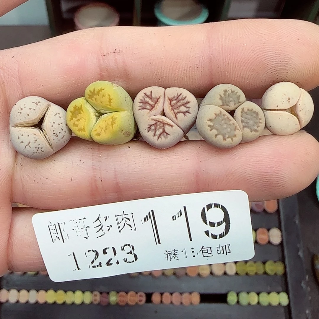 满满18包邮1223-119