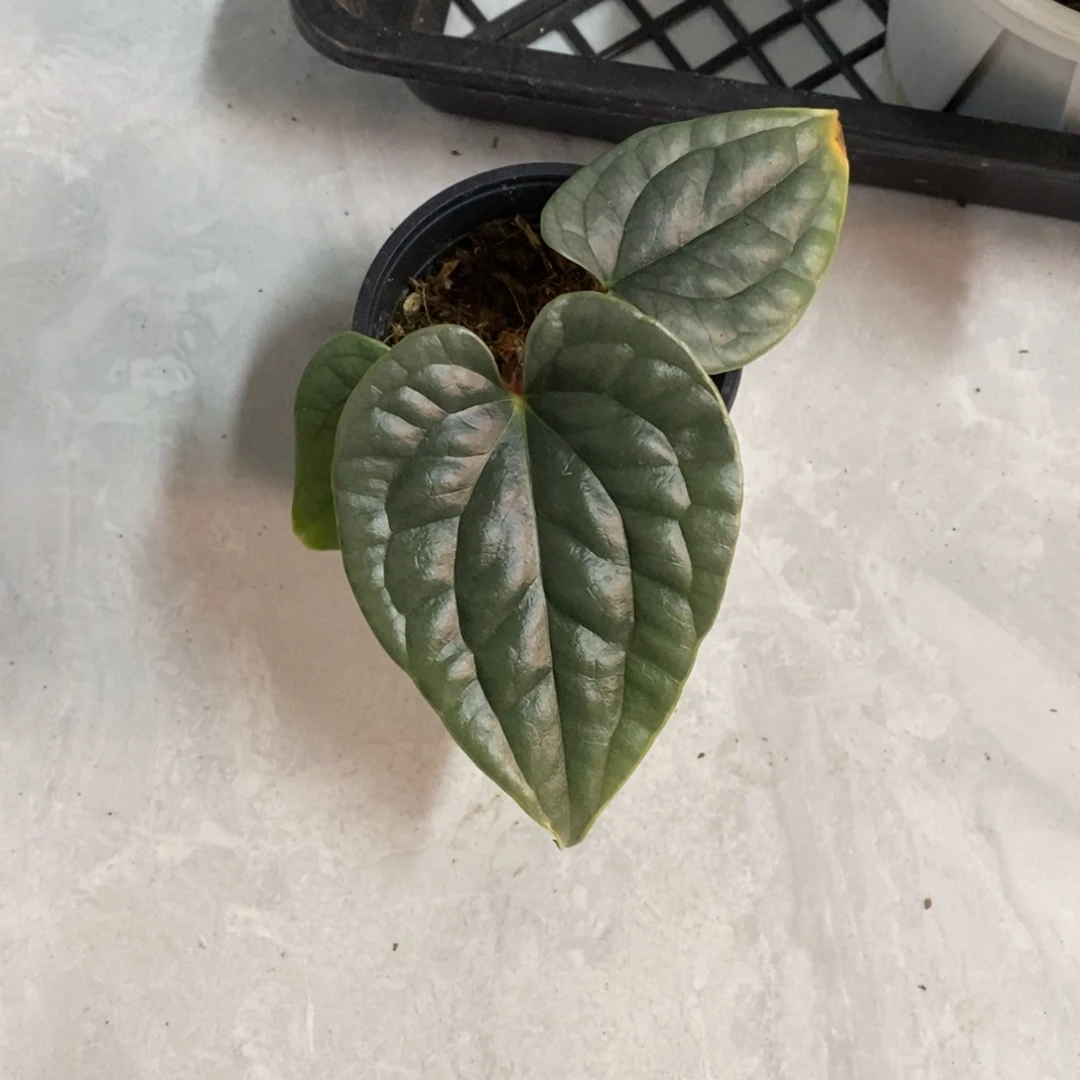 不开花植物黑奢籽播