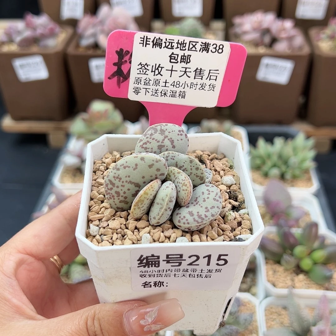 215巨型花蛋多肉植物