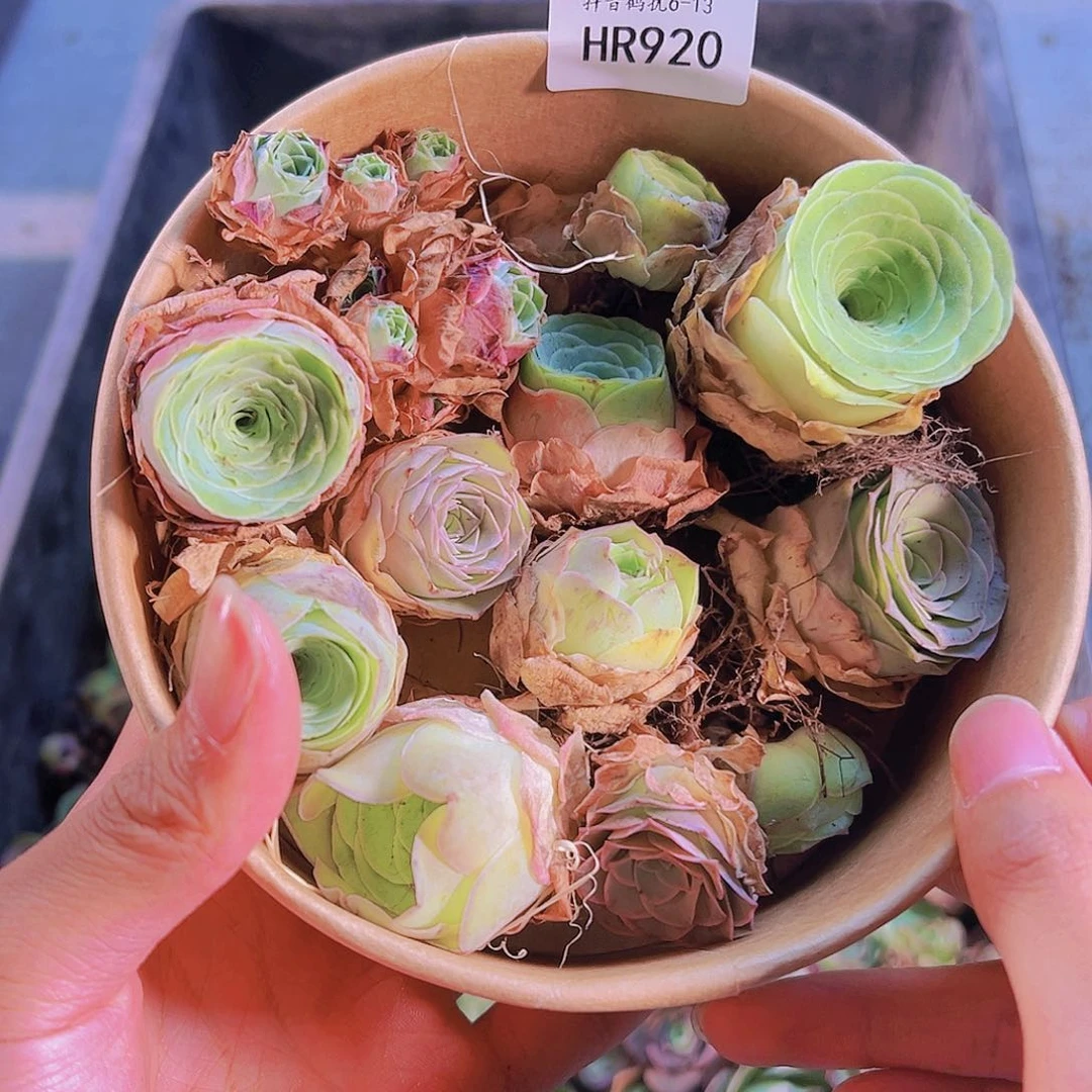 无花朵加***家HR920玫瑰混一盒打包捡漏奖品