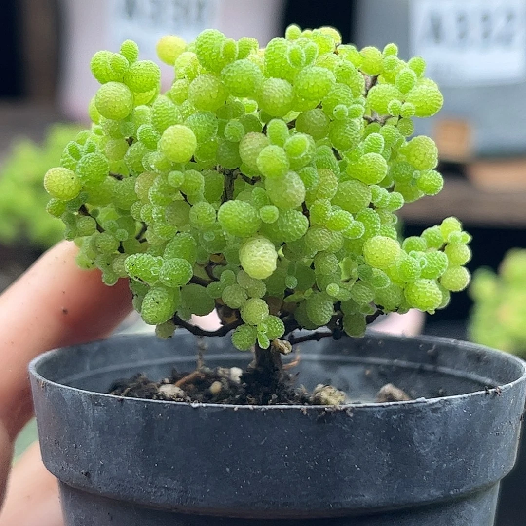 46蜜桔糖球优选枝干番杏