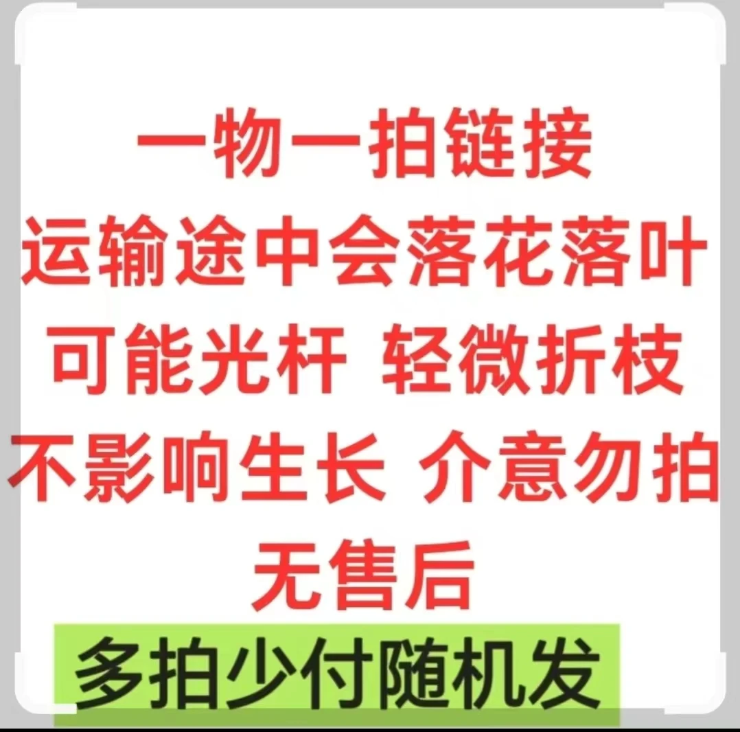勤花三角梅  一物一拍  基地原盆原土发货（多拍少付随机发）