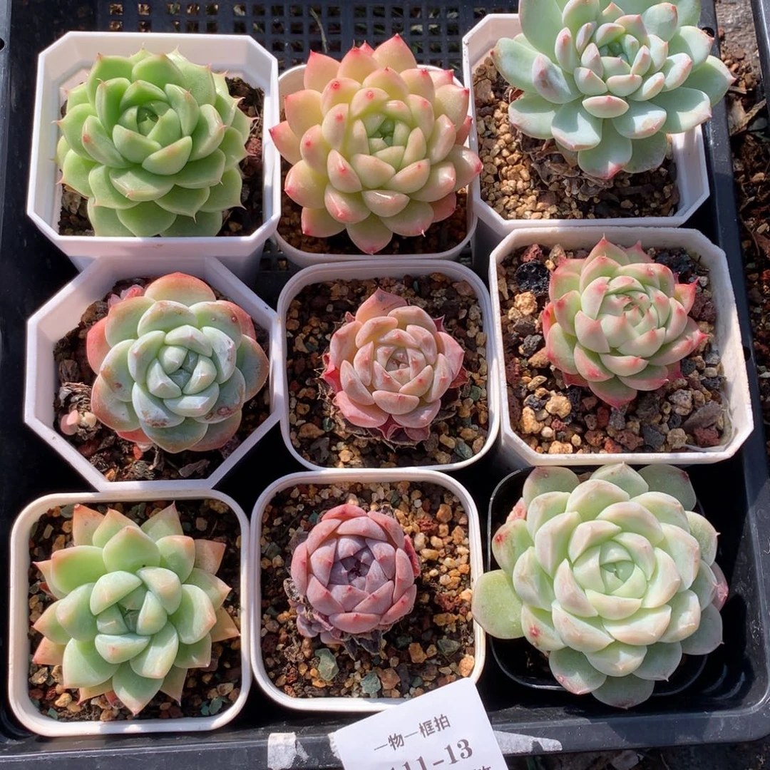 1111-13 套餐一组