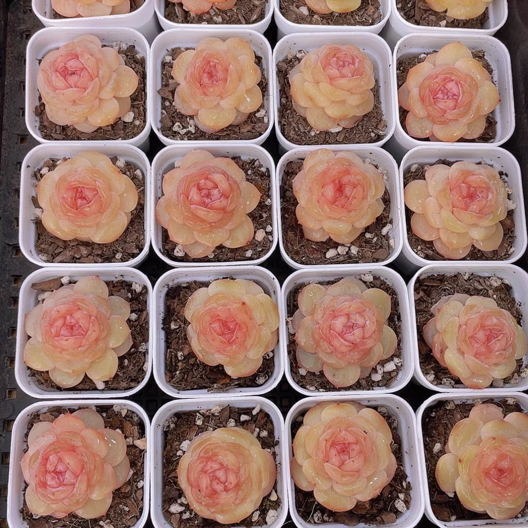 1096号 彩荷珍妮单头一个