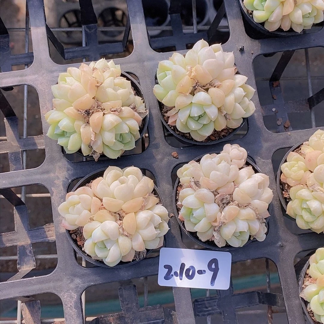 2.10-9-青盐群福利两颗 量拍