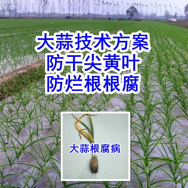 大蒜防根腐烂根干尖黄叶技术方案叶面肥正品根腐包根福宝