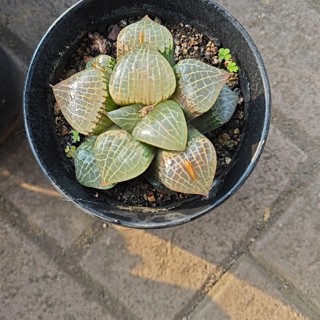 玻璃康平一颗多肉植物