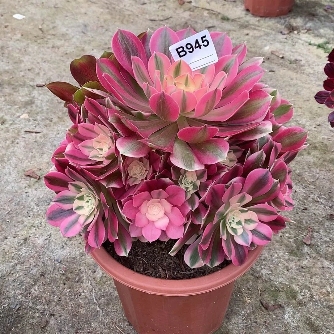 女巫多肉植物945