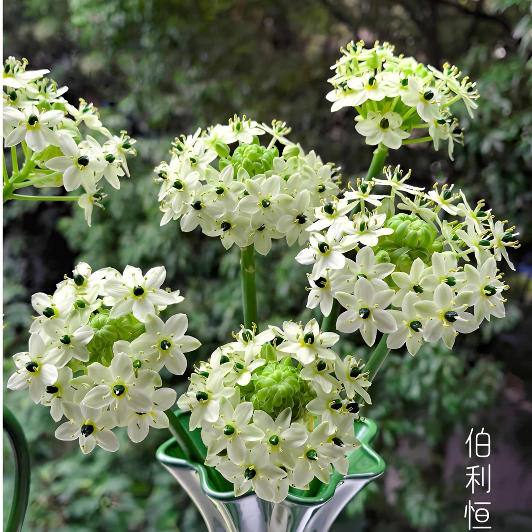 【稀有品种】天鹅绒种球伯利恒之星皮实好养四季开花盆栽地栽