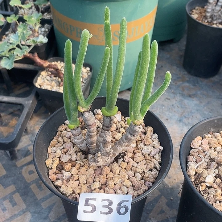 536碧光环兔子老桩，