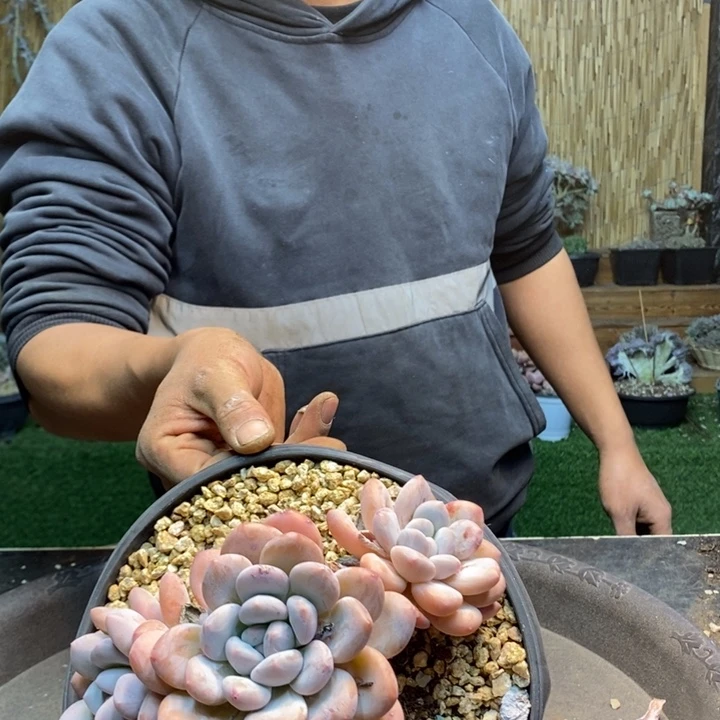 红***单755 号香水多肉植物