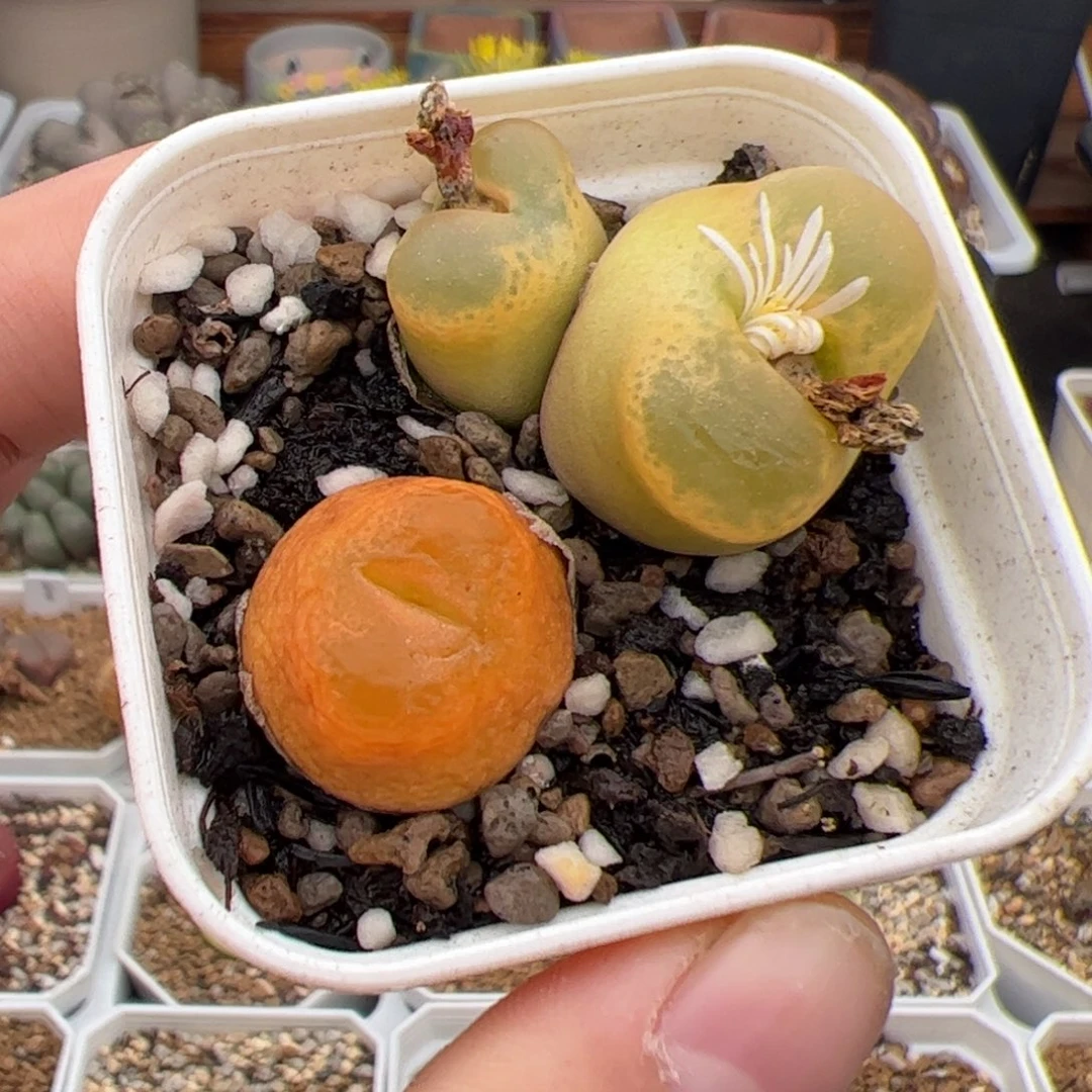 0223号毛 2颗 多肉植物