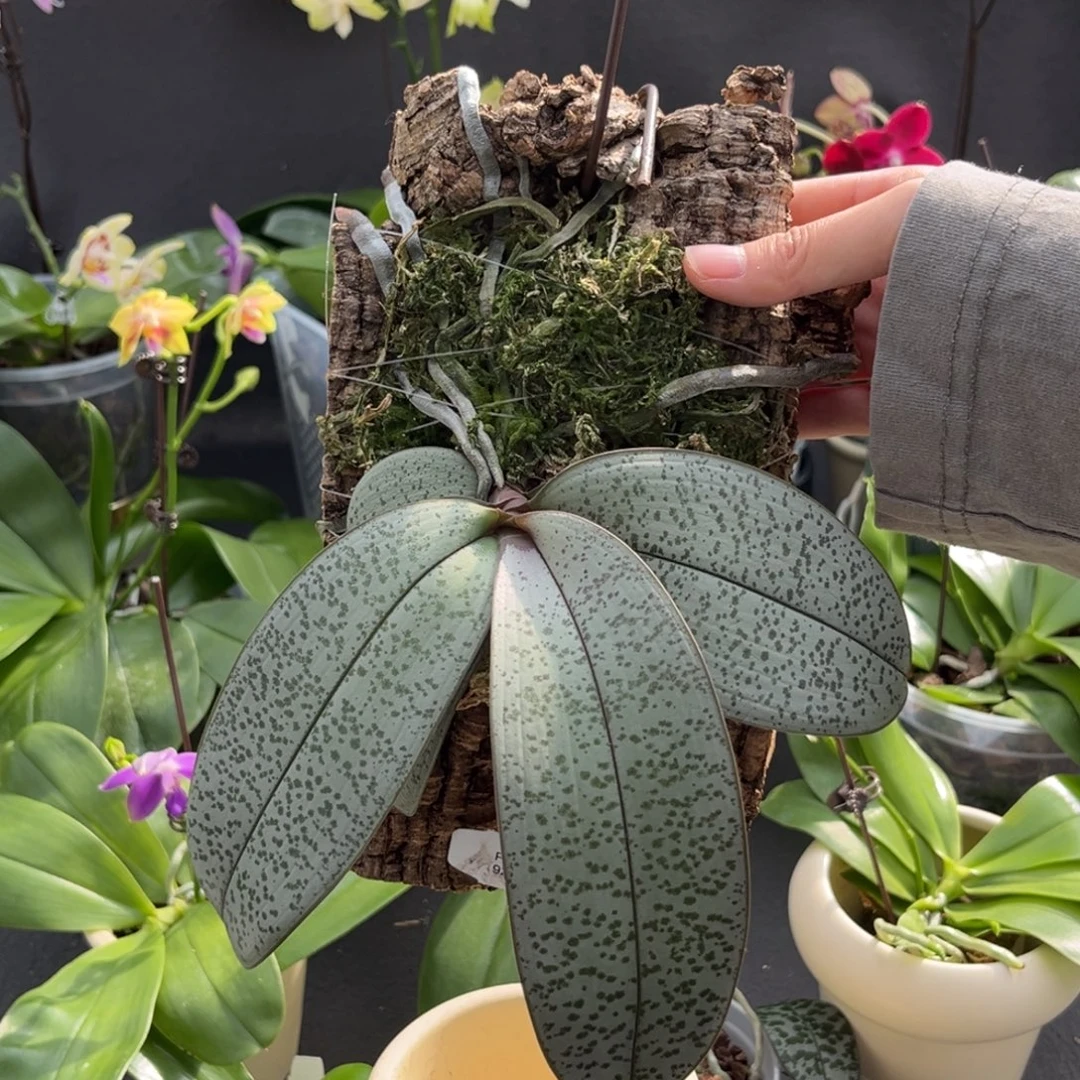 无花朵板值超银西苗