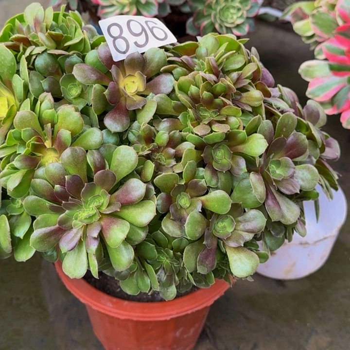 容***姐000000000896玫瑰朵朵缀