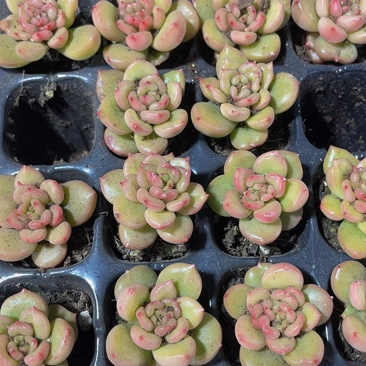 小苹果花1元带土发