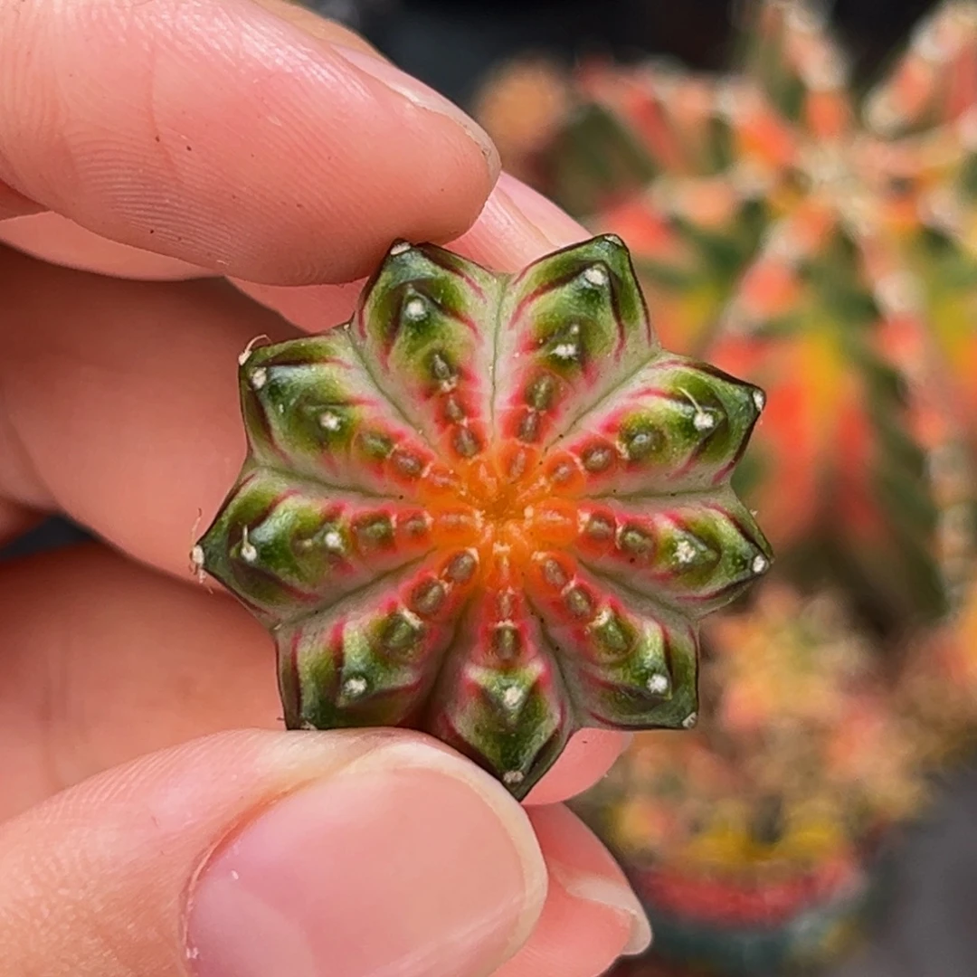 皇室轮回 米哈仙人球