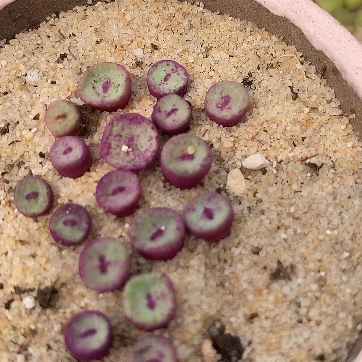 19535小红嘴ts429一颗