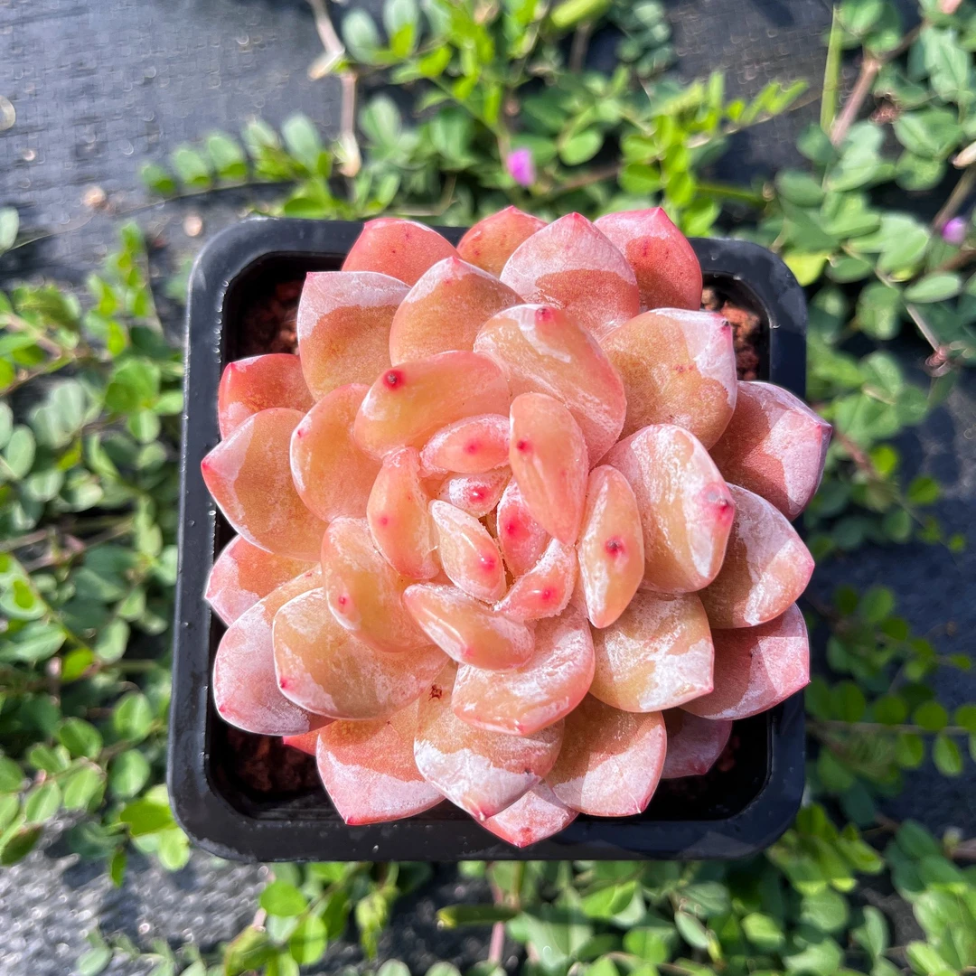 静歌园艺精品多肉植物-韩橙（量拍）