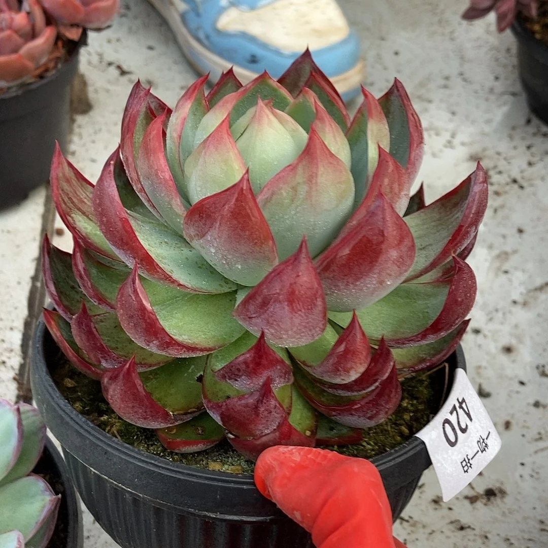 420惊鸿一物一拍仙子