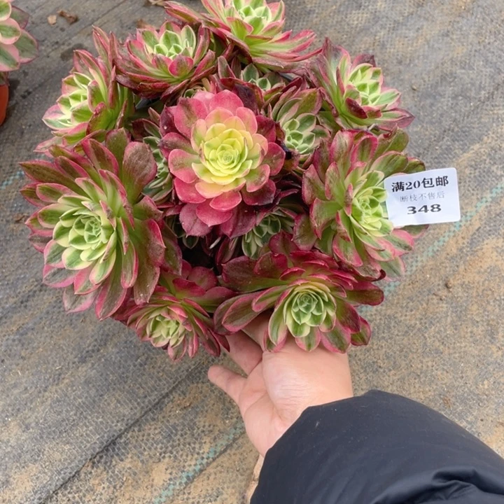 348海鲜法师多肉断枝不售后