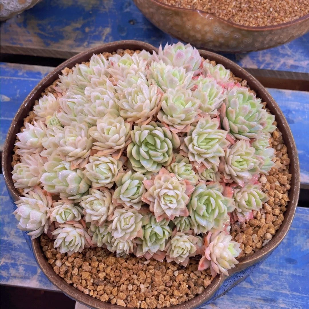 _**茶玫瑰女王，多肉植物