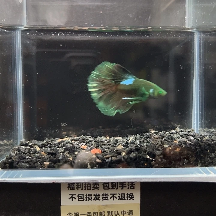 斗鱼竞拍跑单拉黑16日132