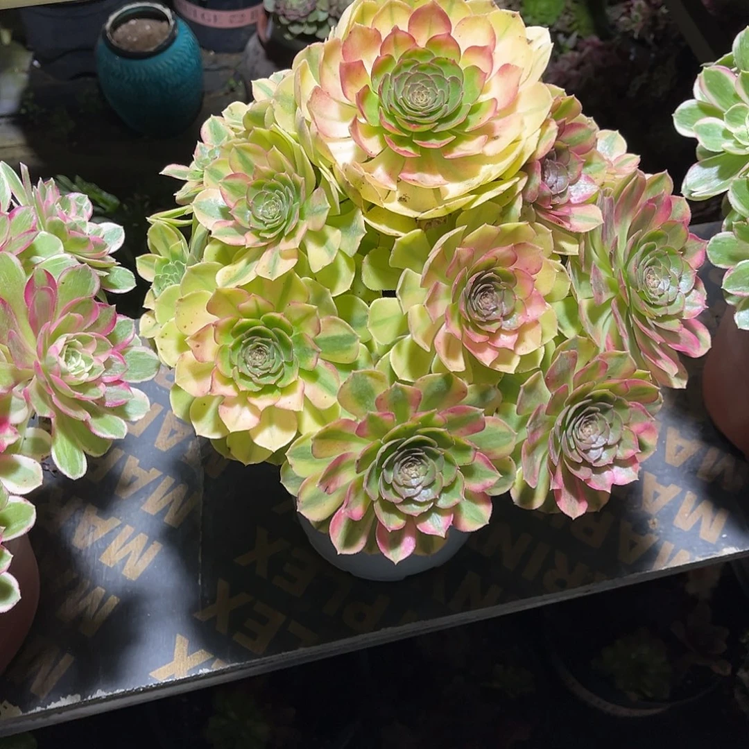 雨荷法师漂亮漂亮