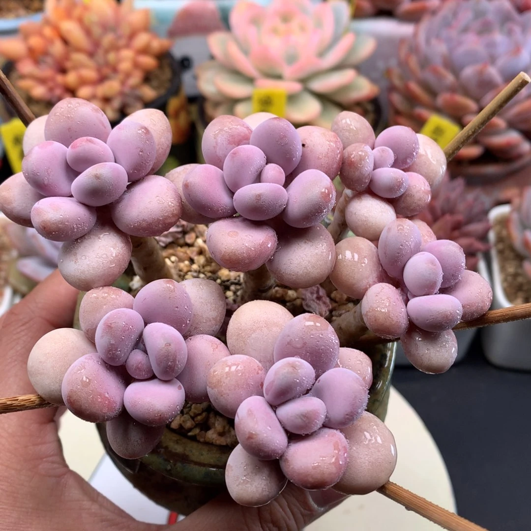 我们家的小仙女们