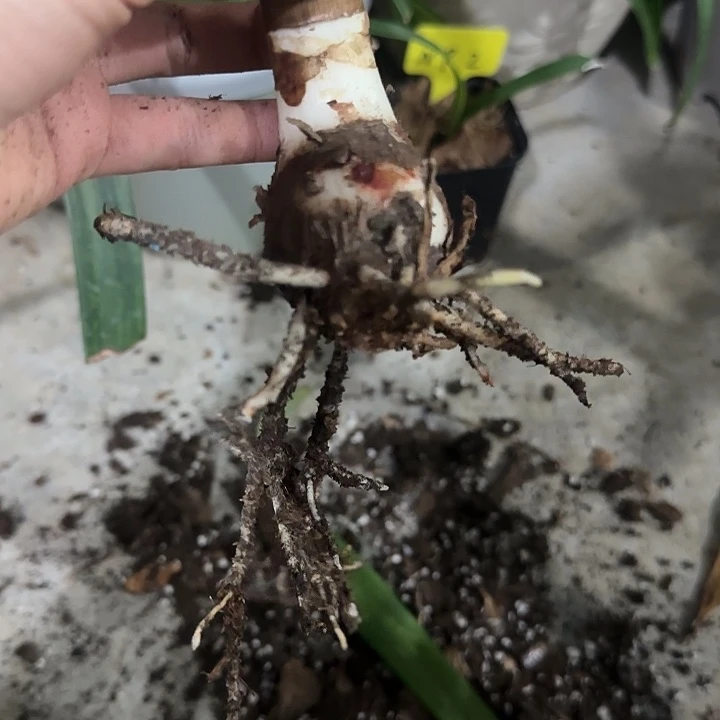 美丽舞者3.5cm，裸球发货