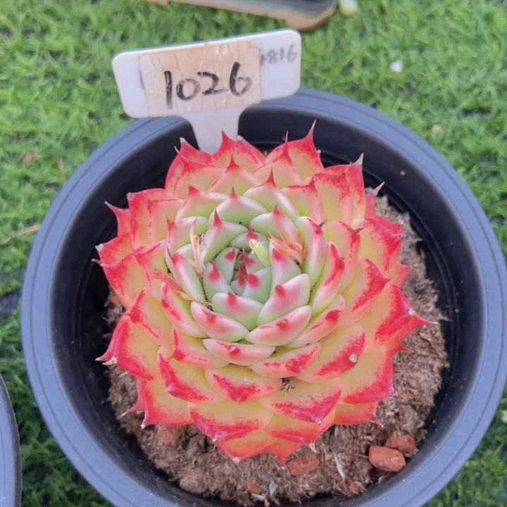 健健康康平平安安