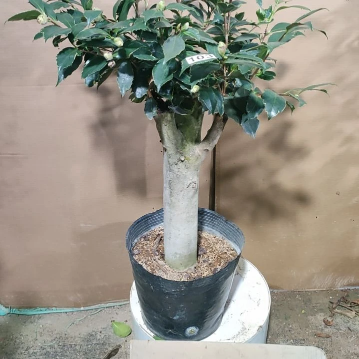 103金边塞，原盆原土发货，不包邮