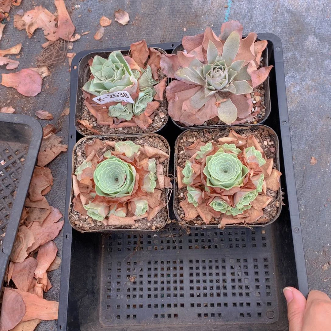 2538 会掉侧芽不售后