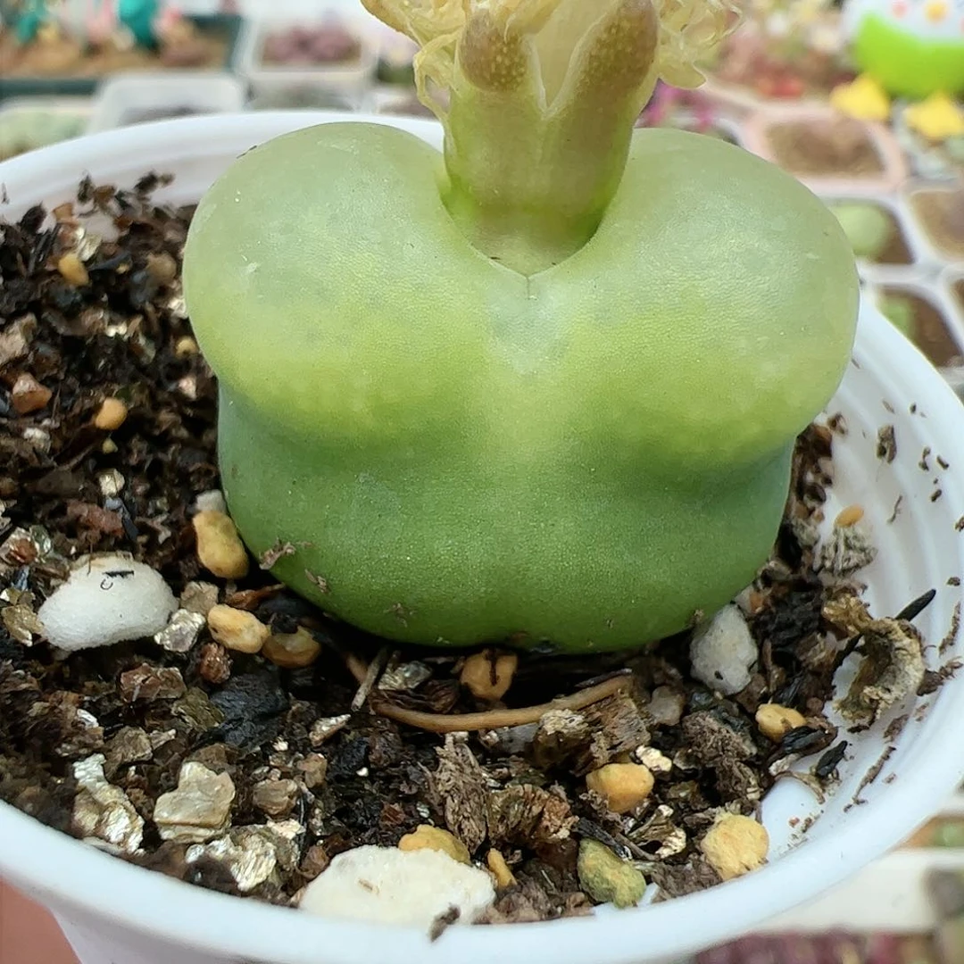 【闪购商品】311 绿色￼