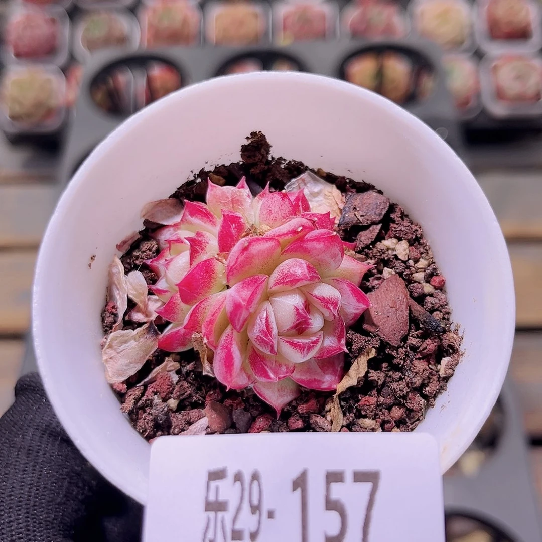 乐然29-157 梦幻女王