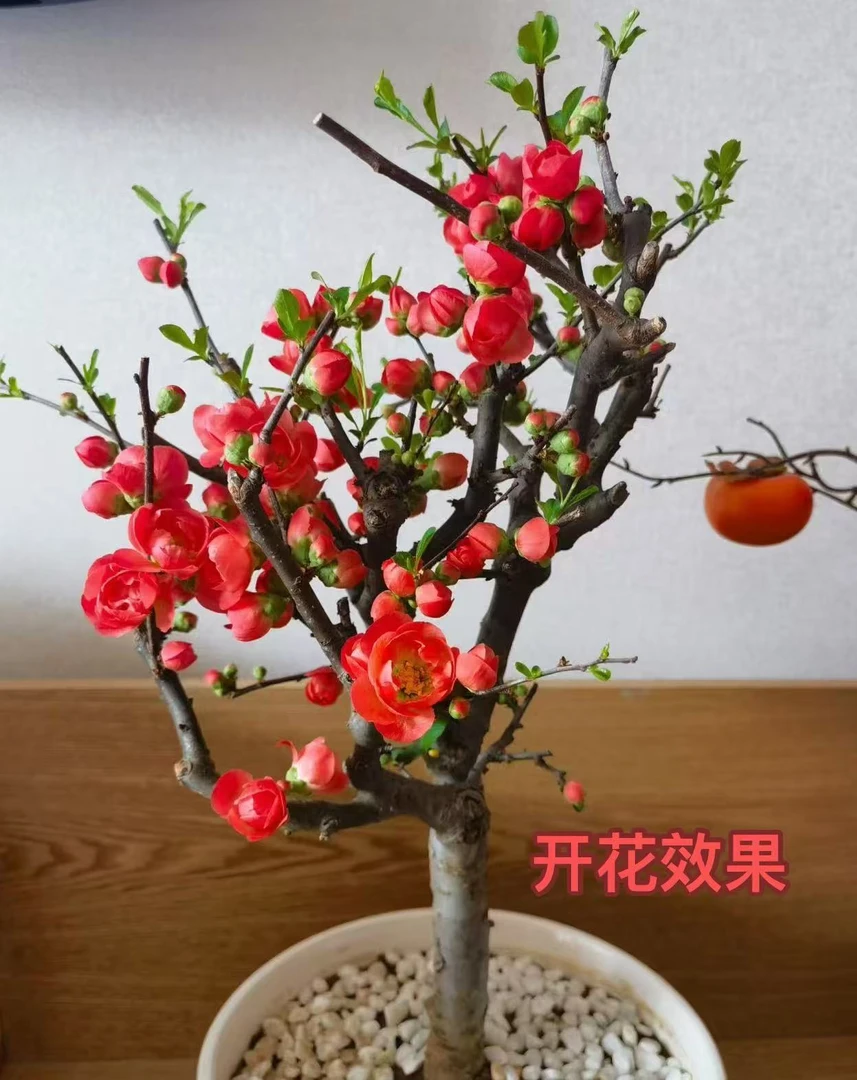 （精品盆景）8年原生长寿冠海棠花盆景花卉绿植年宵花