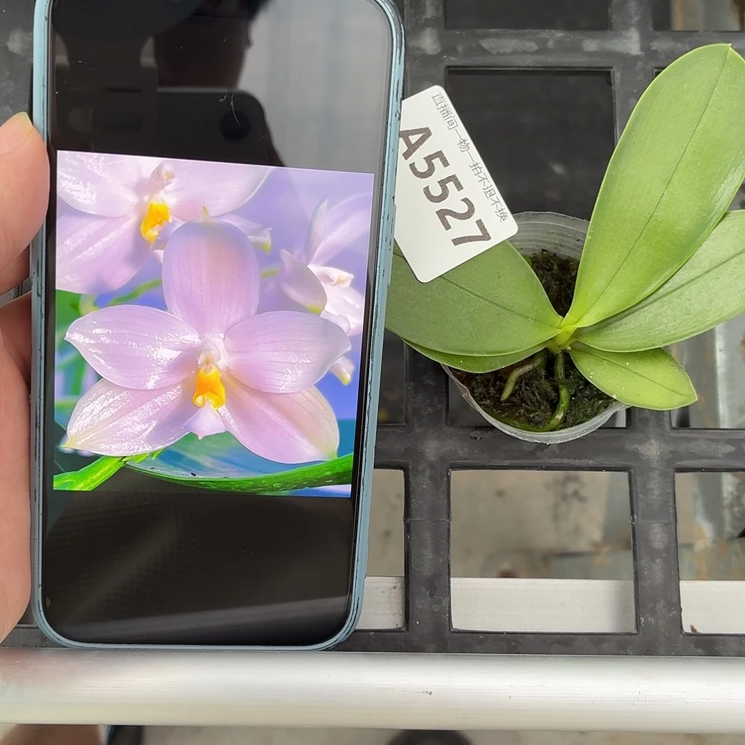 当前无花朵，栽培后可花朵A5527极光