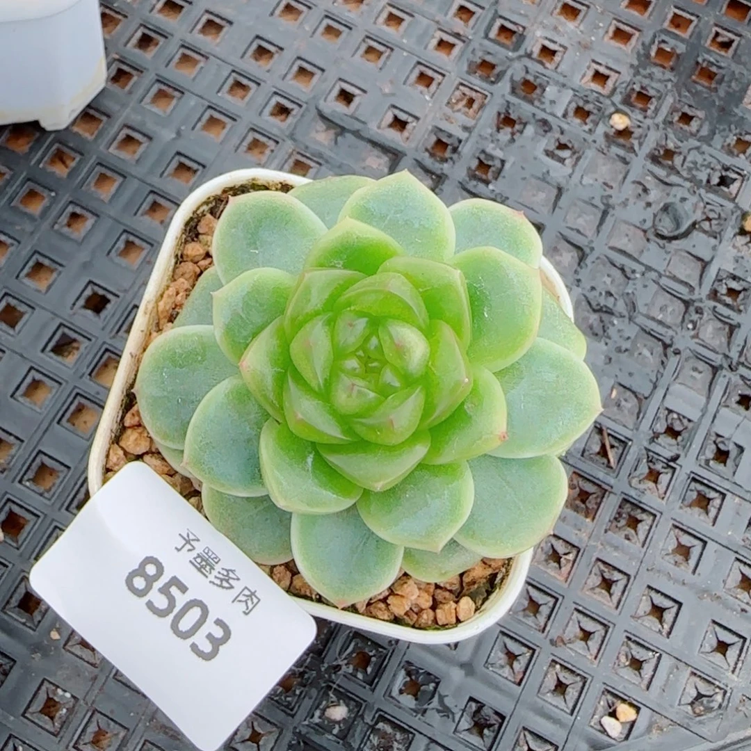 X7 ，8503多肉植物保护