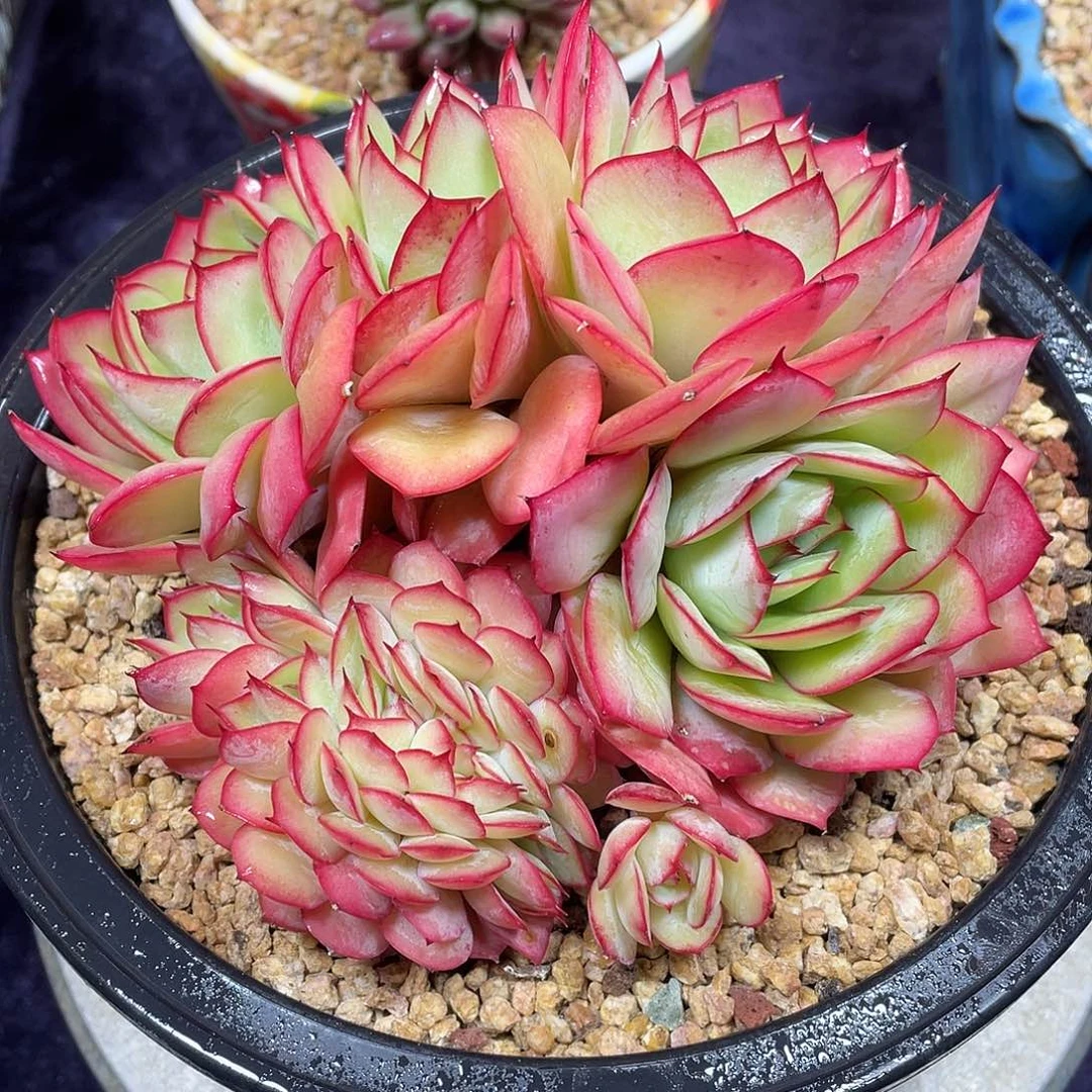 多肉植物脱土包邮