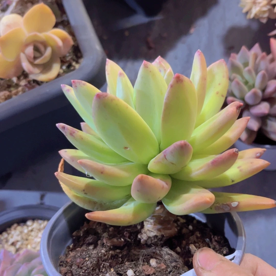 海洋之歌04195多肉植物