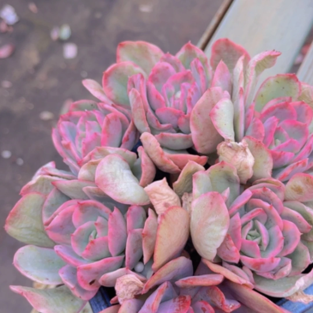 【闪购商品】0988绮罗锦