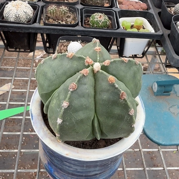 大龟甲鸾凤玉8仙人球