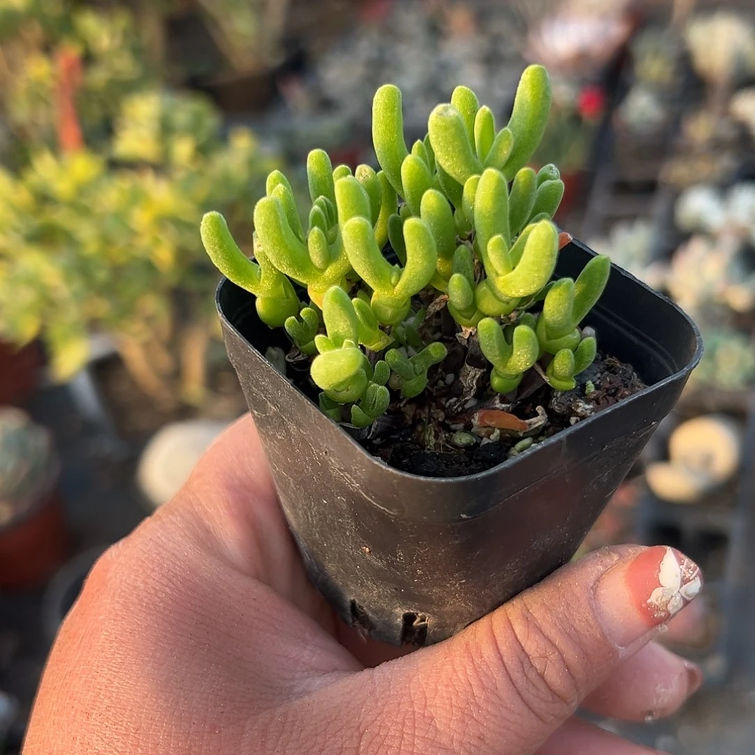 多肉植物短兔儿枝干