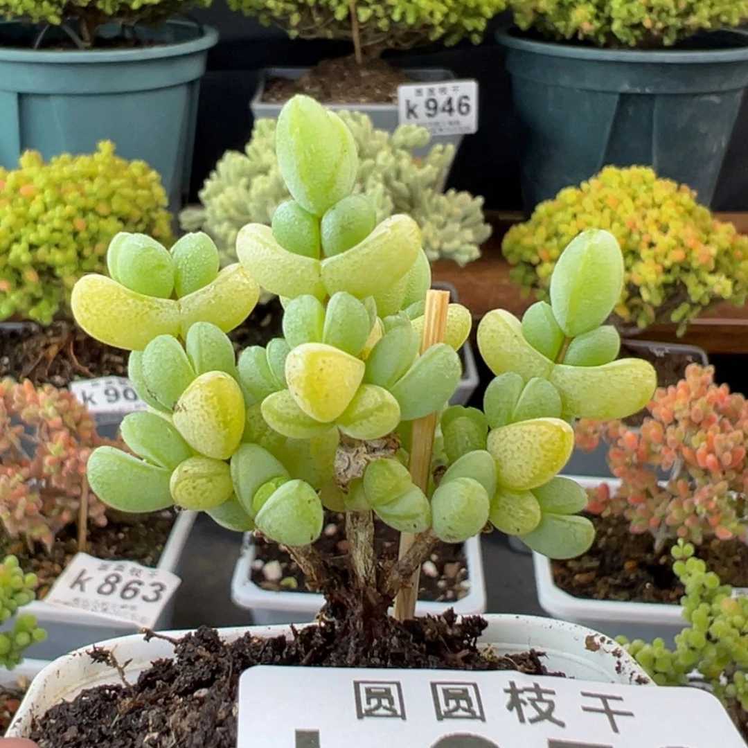 【闪购商品】k953粗腿元宝冠幅4cm