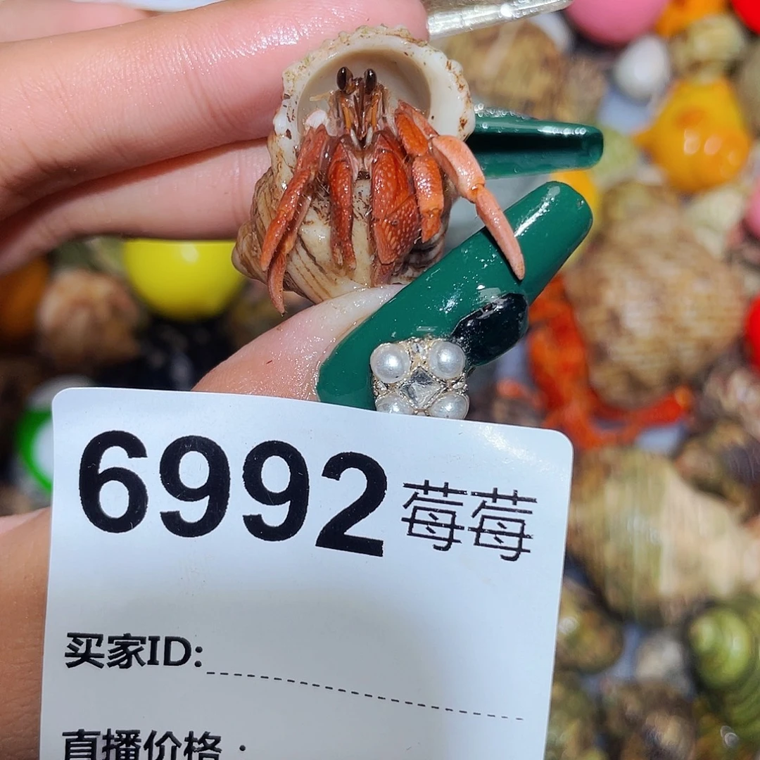 寄居蟹寄居蟹6992